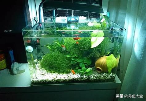 房間養小魚缸|關於房間養魚，請教建議